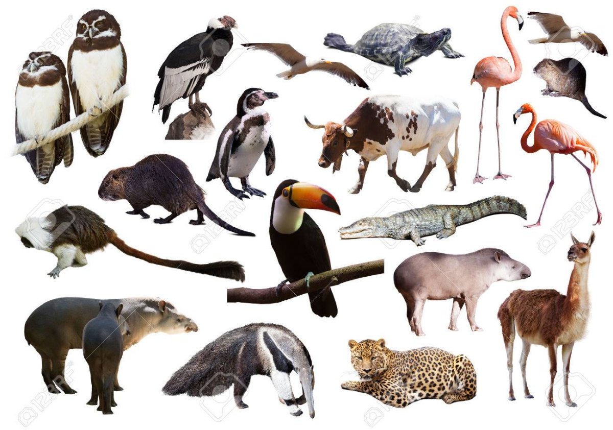 Животные Южной Америки на прозрачном фоне