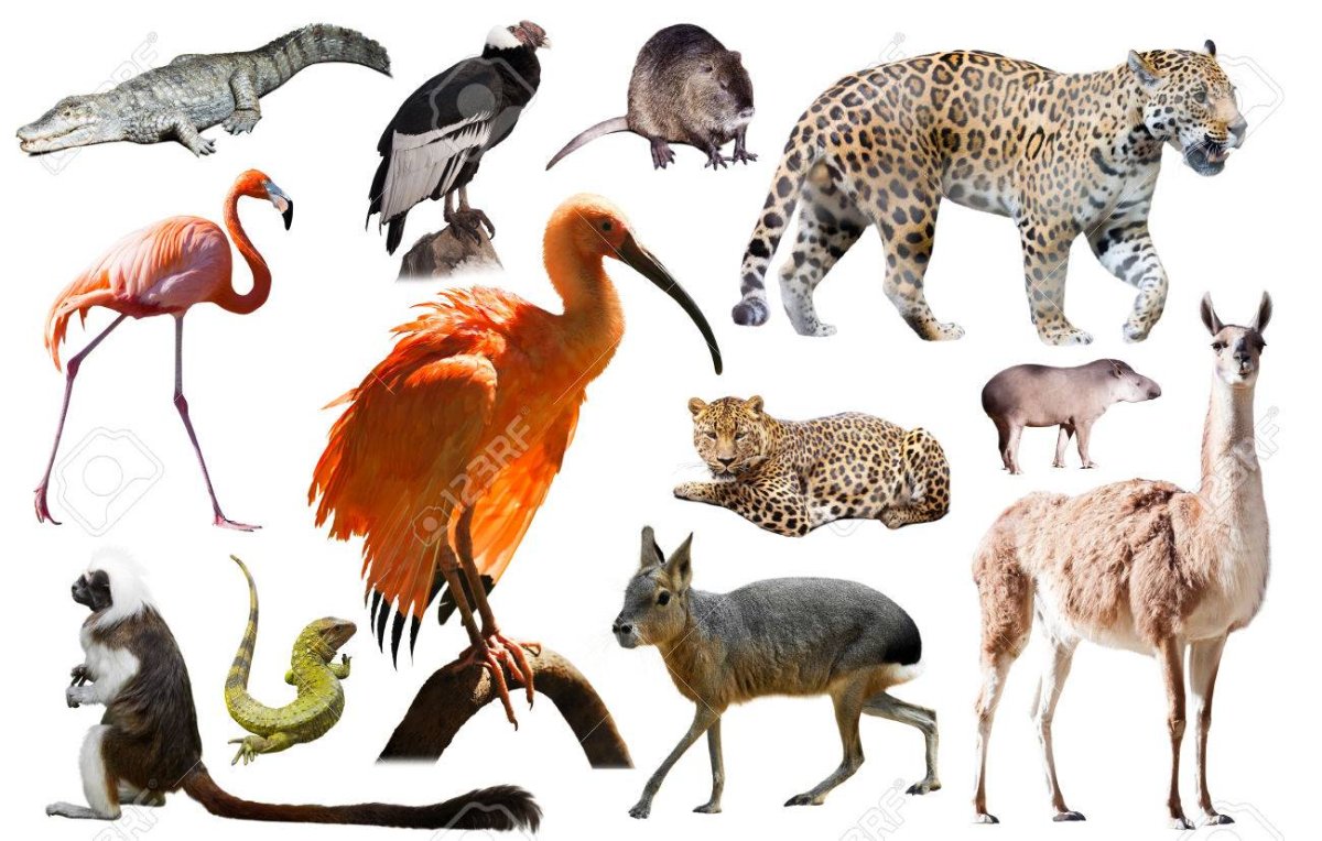 Животных Южной Америки