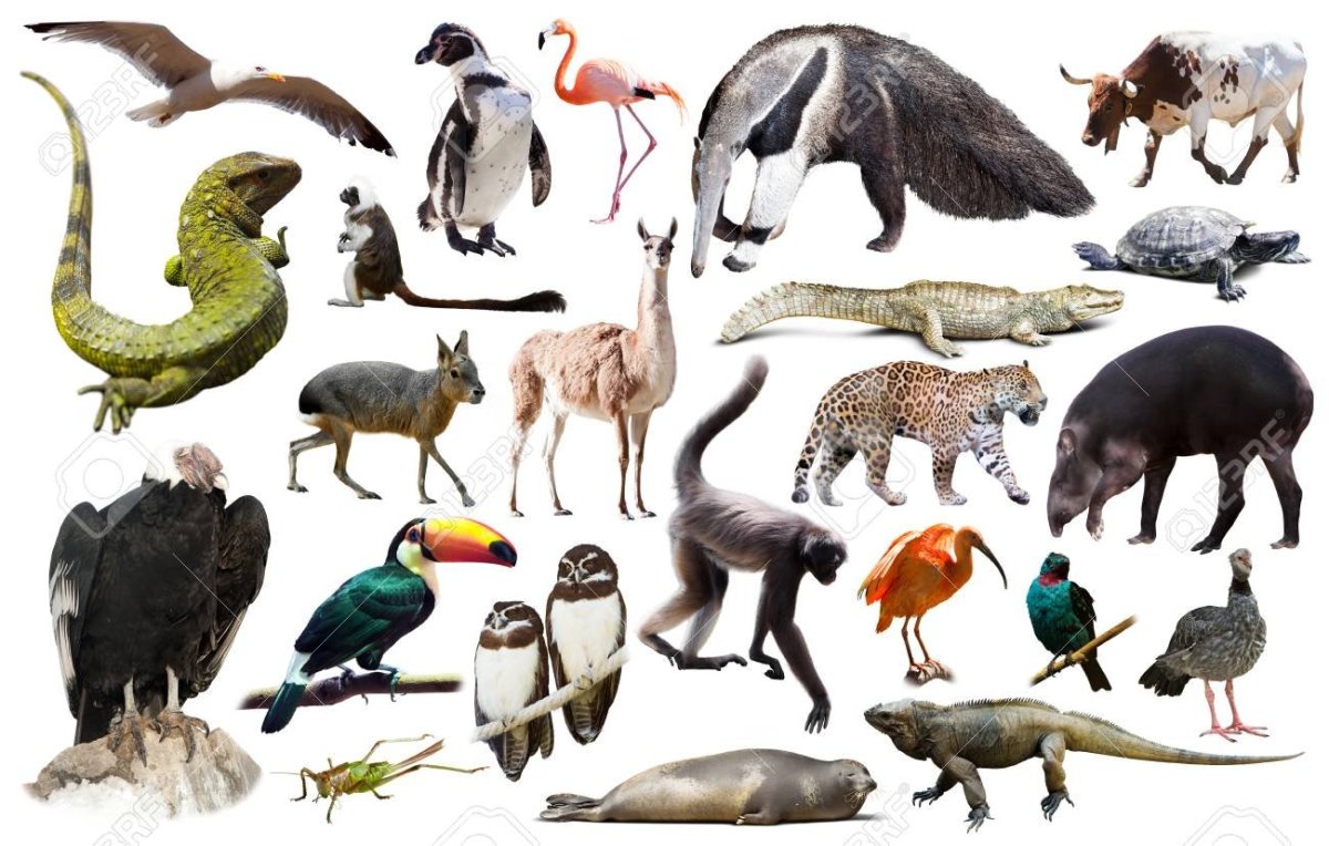 Животные Южной Америки на карте