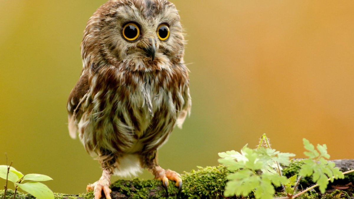 Картинки на рабочий стол прикольные