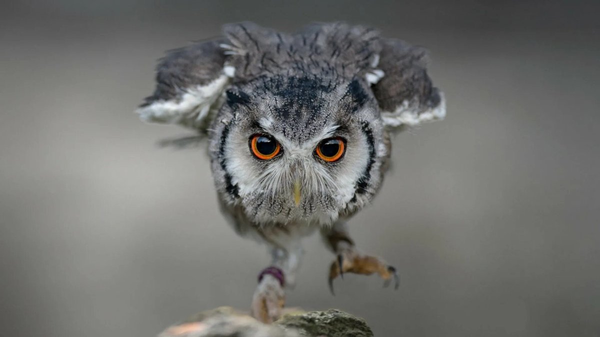 Любопытная Сова