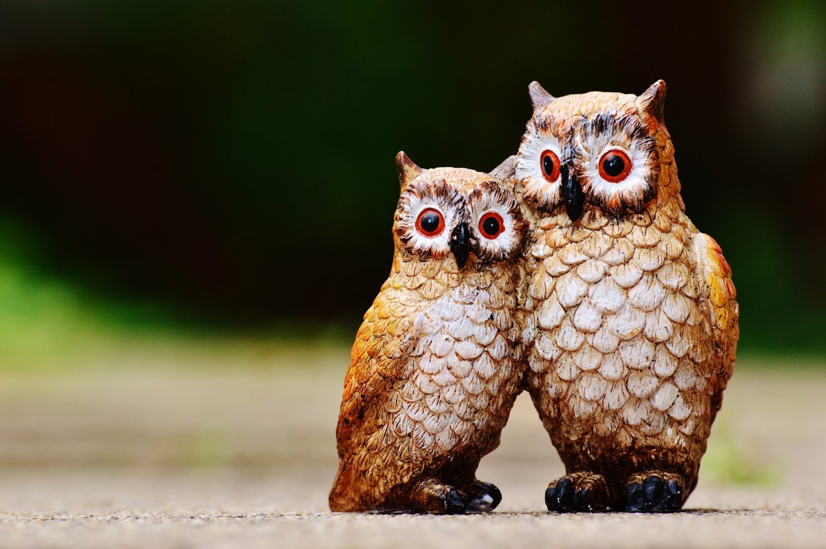 Веселые Совята