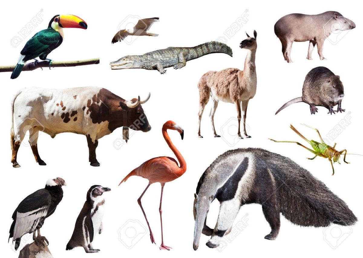 Животные Южной Америки раскраска