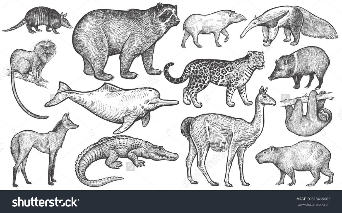 Рисунки животных Южной Америки