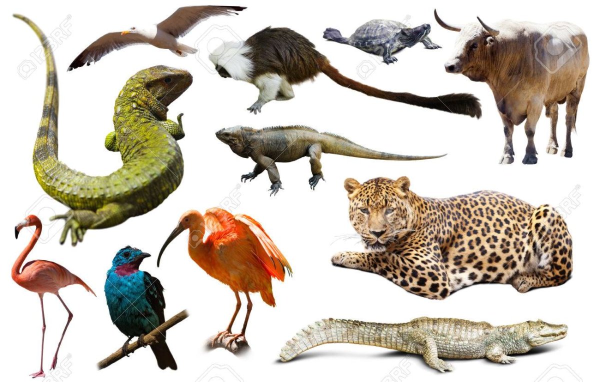 Животные Южной Америки на белом фоне