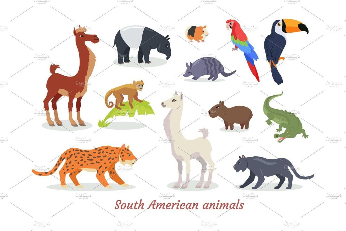 Американские звери иллюстрация