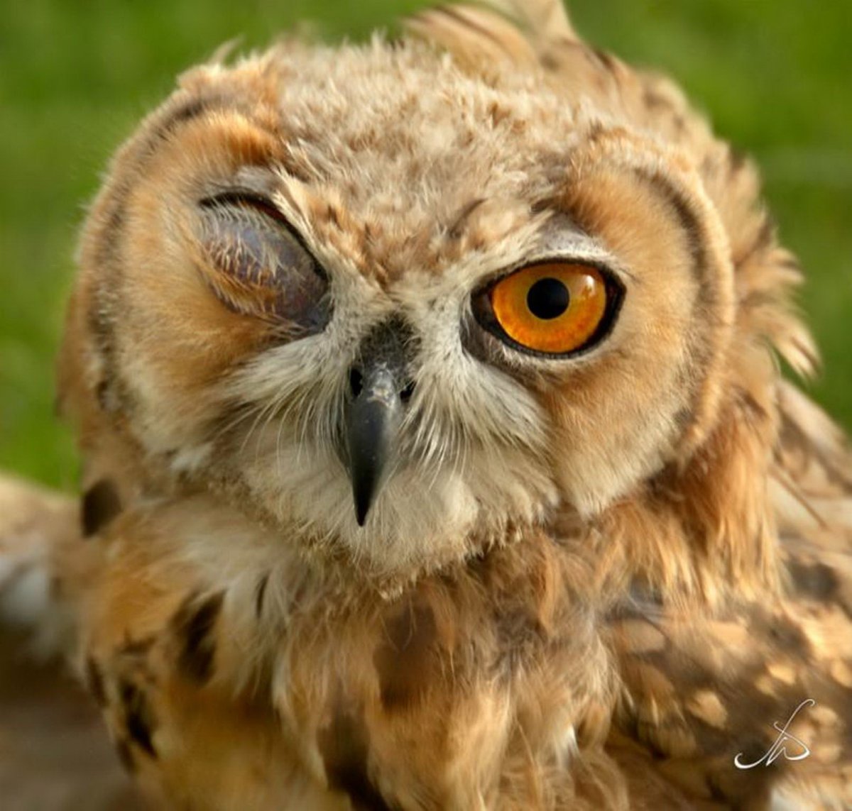 Сова с синяками