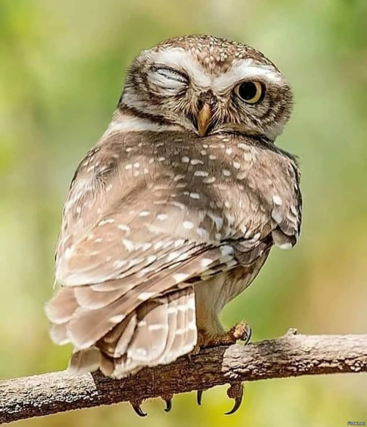 Смешные Совы