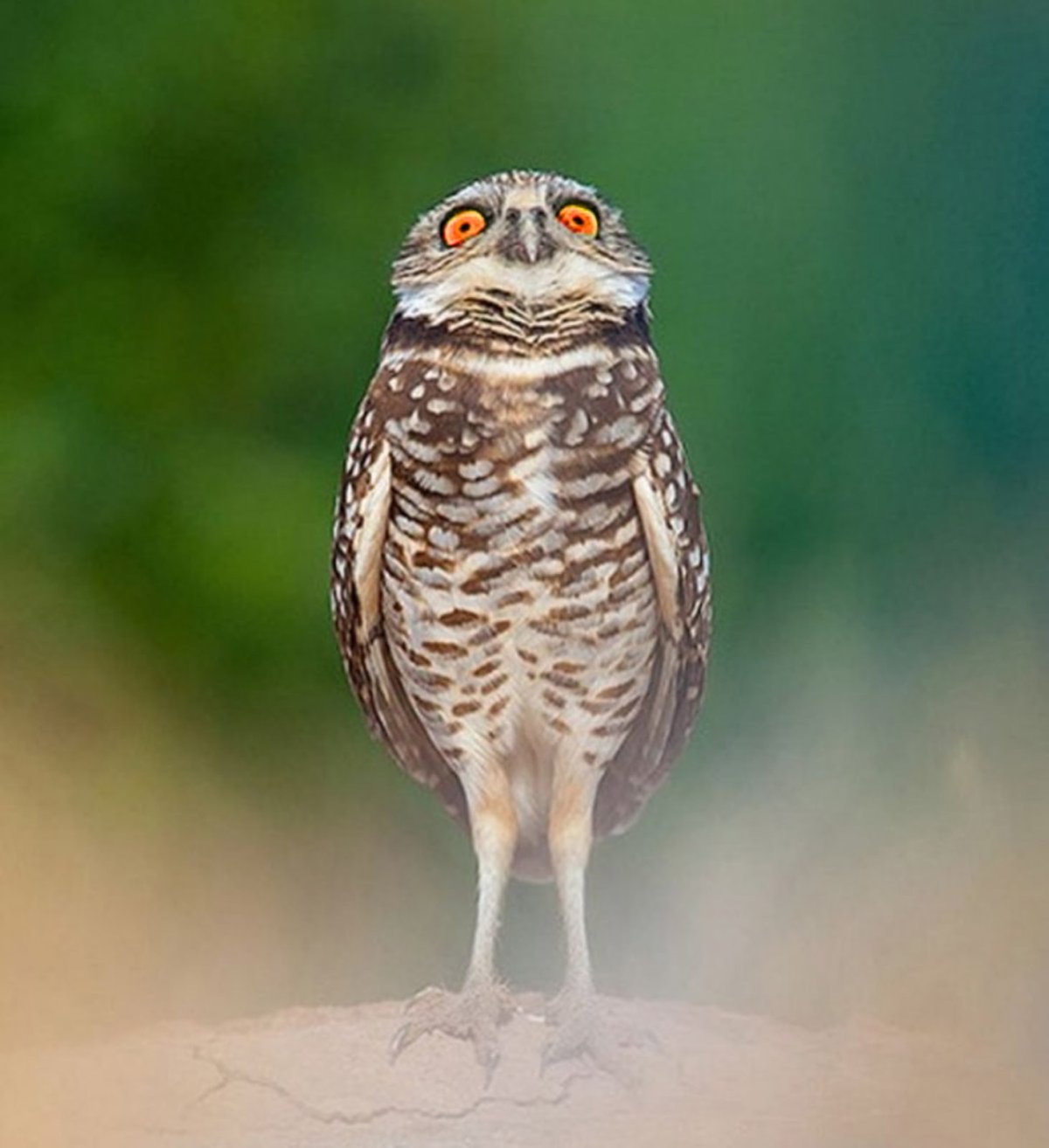 Сова бегает