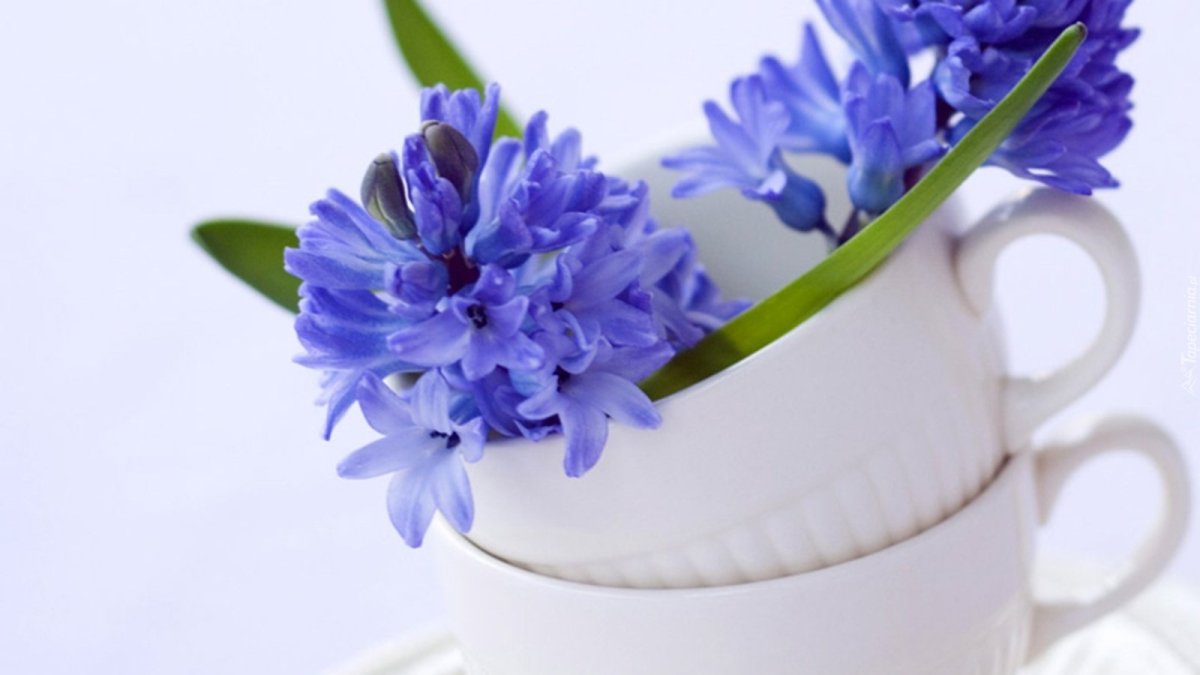 Доброе утро подснежники и кофе