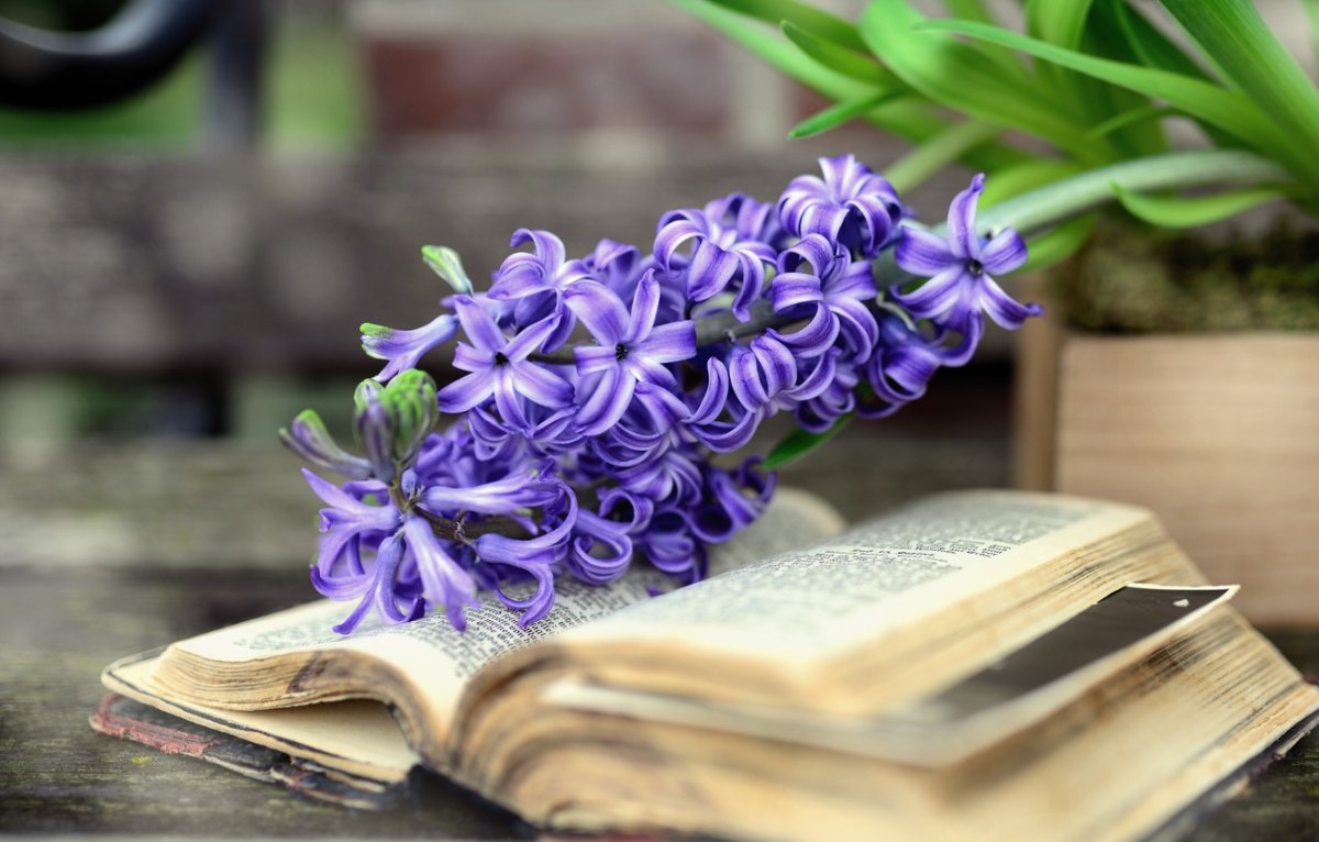 Кофе с цветами в постель