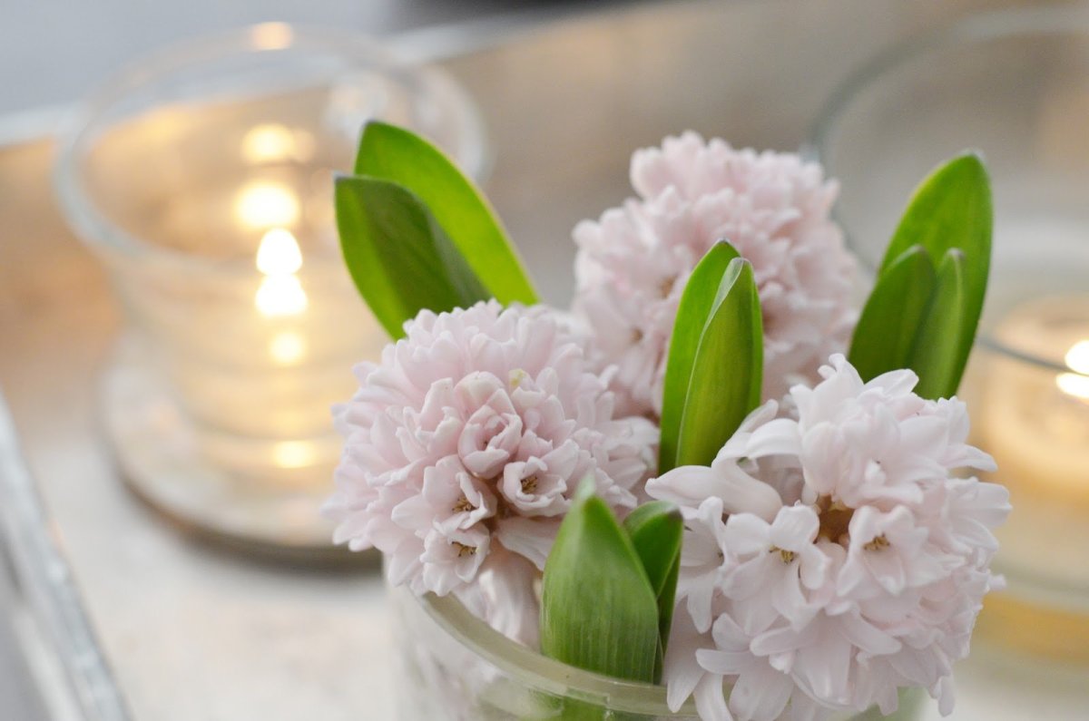 Пионы завтрак