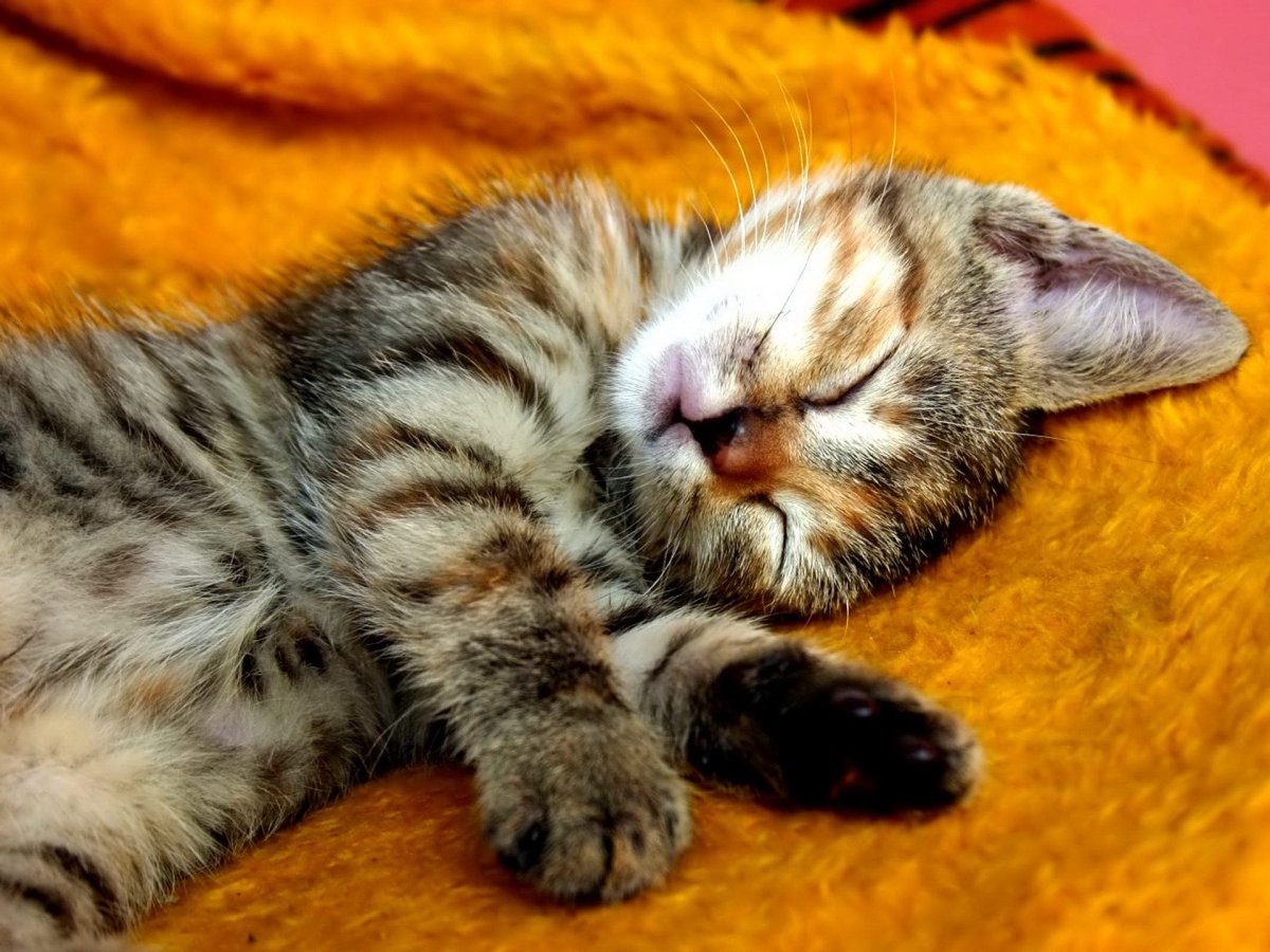 Милые спящие котята