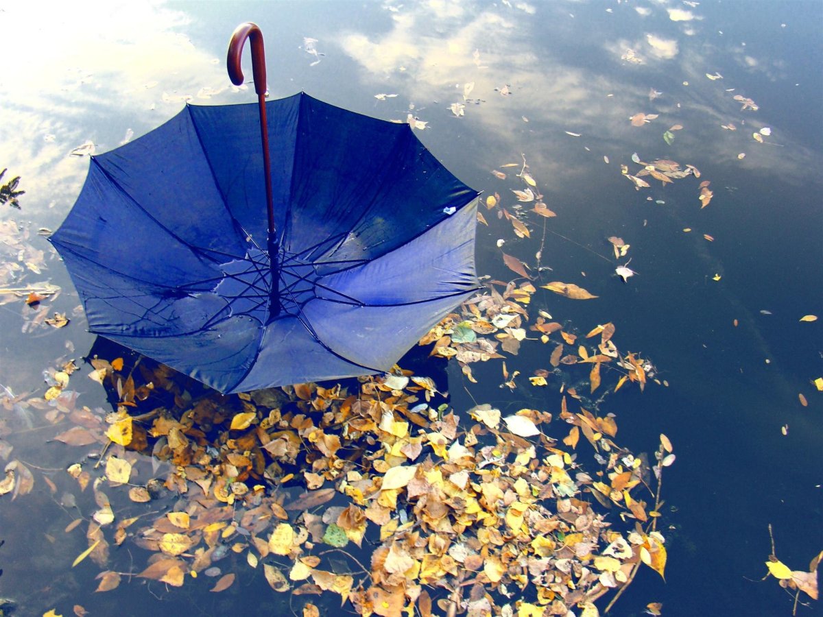 Осень дождь зонтик