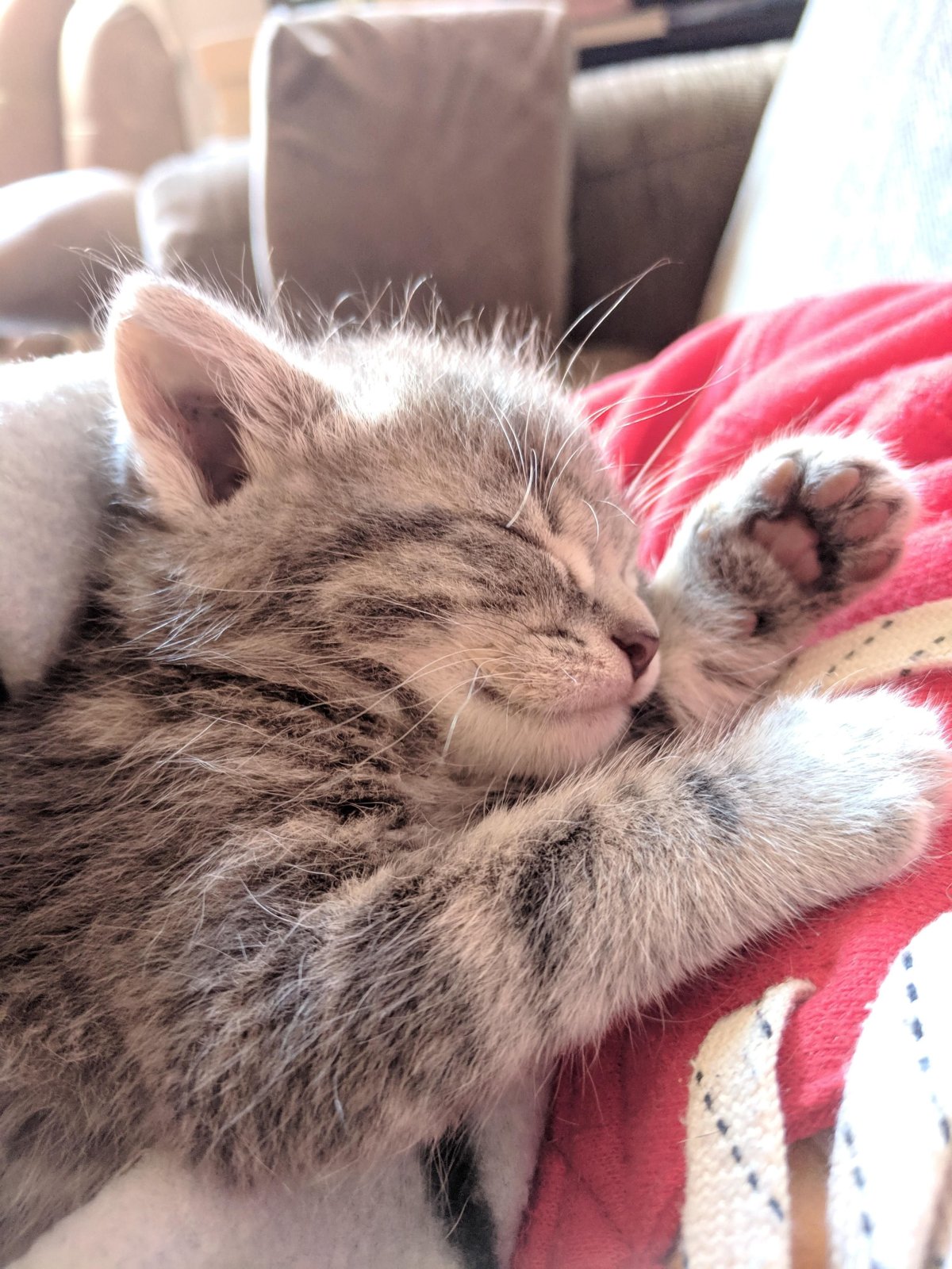 Сонный котенок