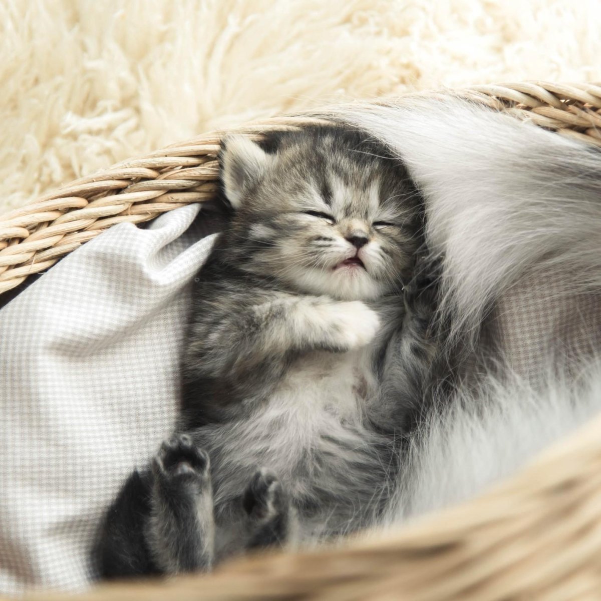 Котенок спит