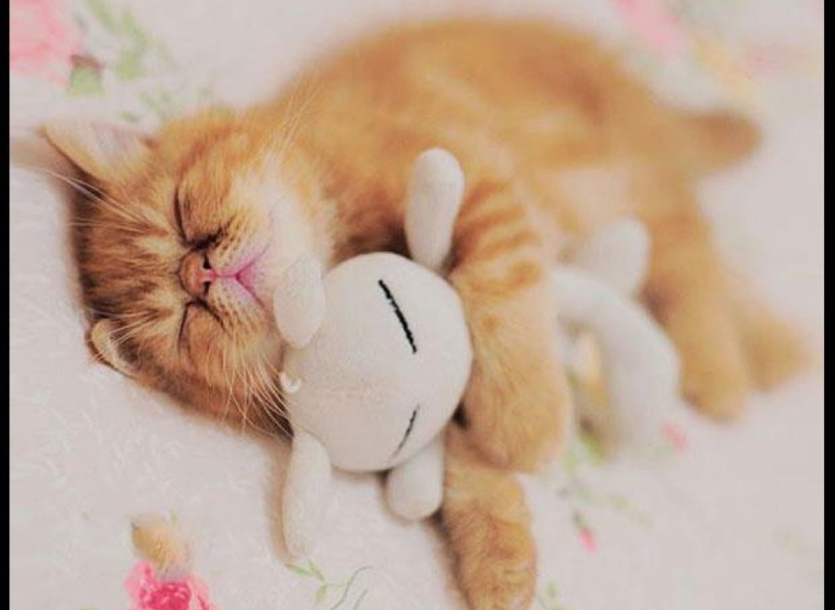 Белый котенок