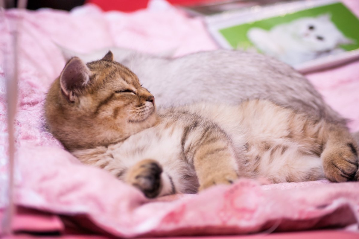 Красивые спящие котята