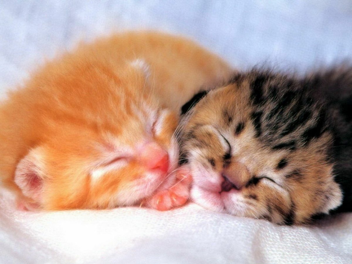 Котенок спит