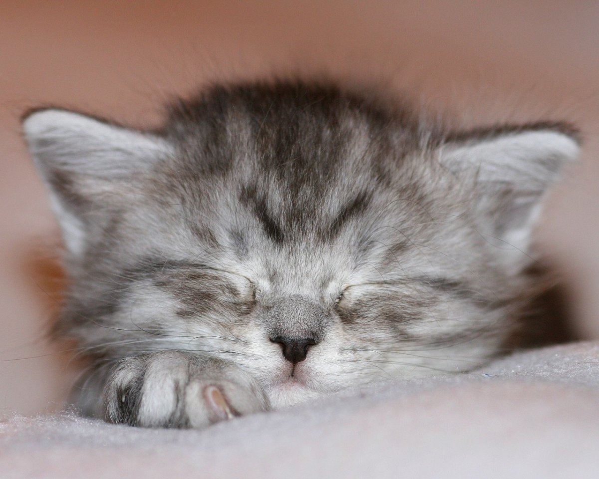 Котята в обнимку