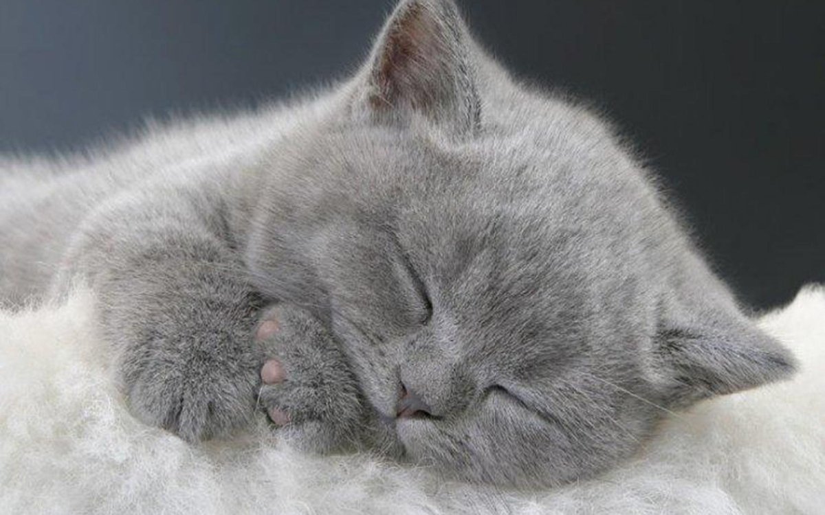 Котенок спит под одеялом