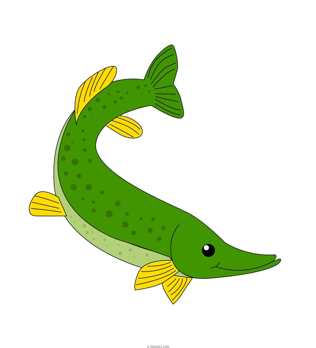 Щука рисунок