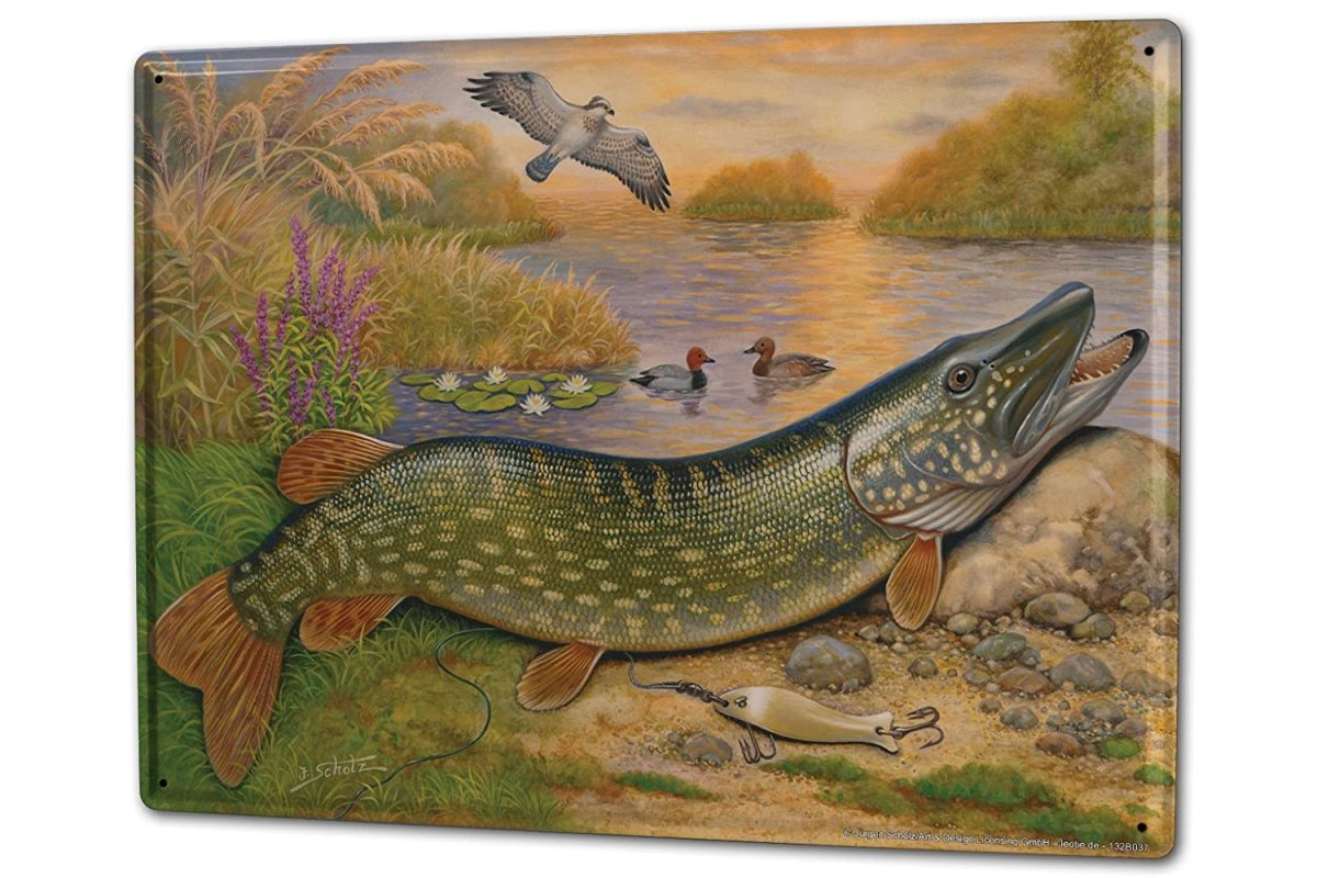 Щука рисунок