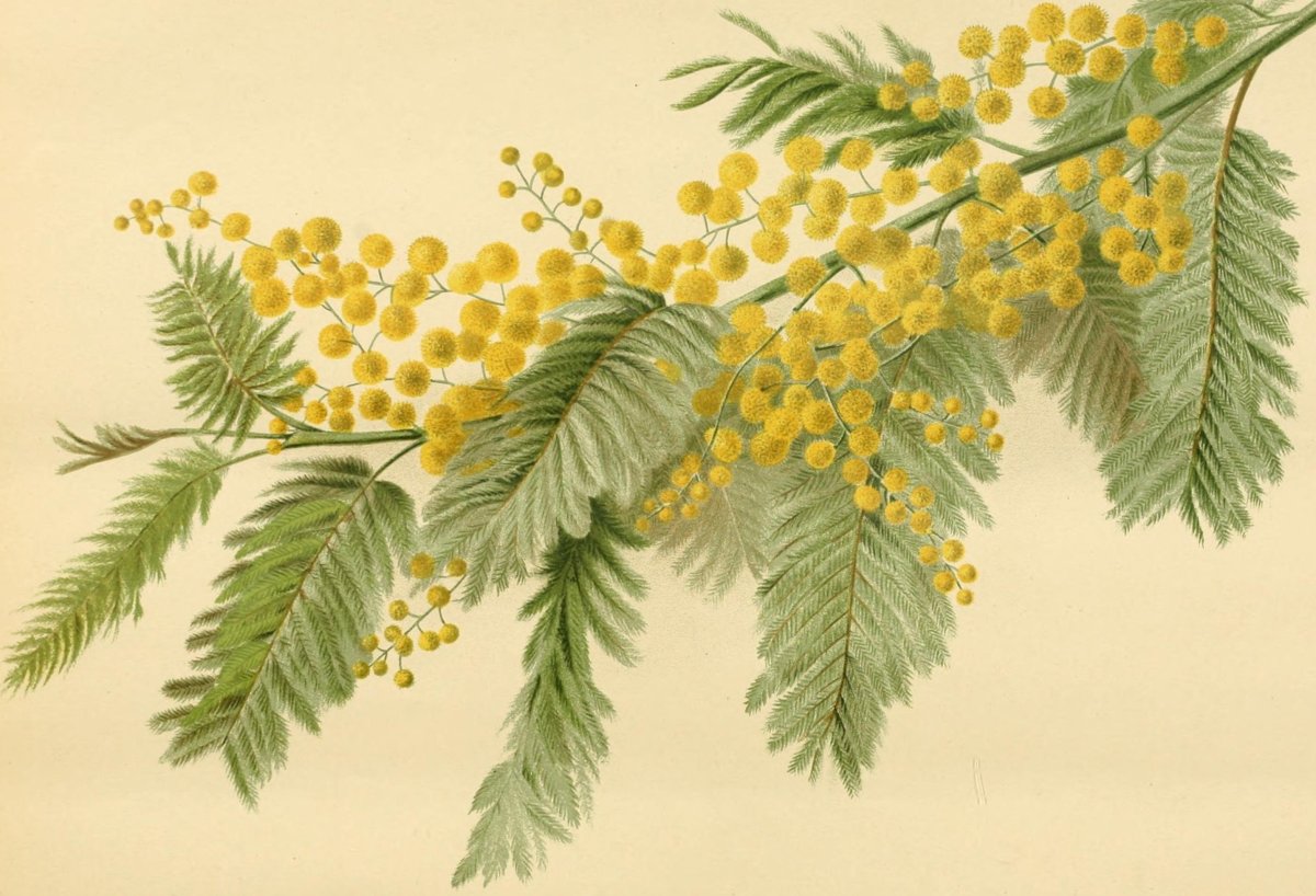 Пошаговое рисование мимозы