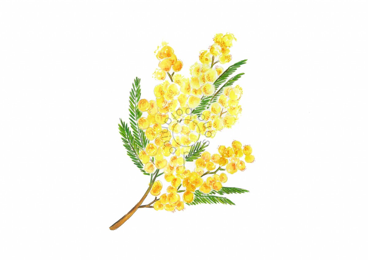 Мимоза и канарейка на белом фоне