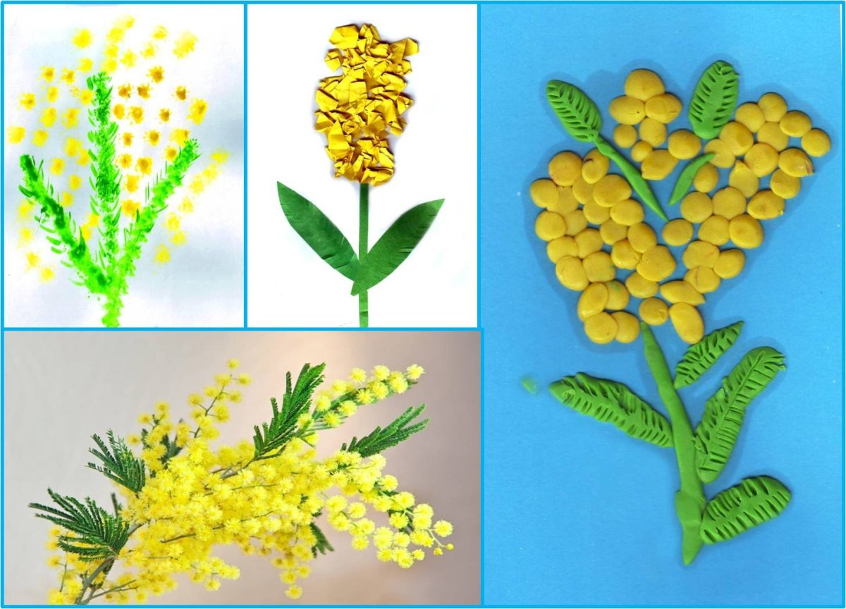 Мимоза цветок веточка