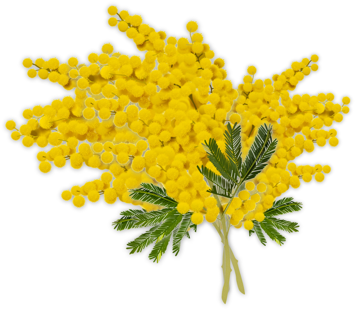 Открытка мимозы заготовка