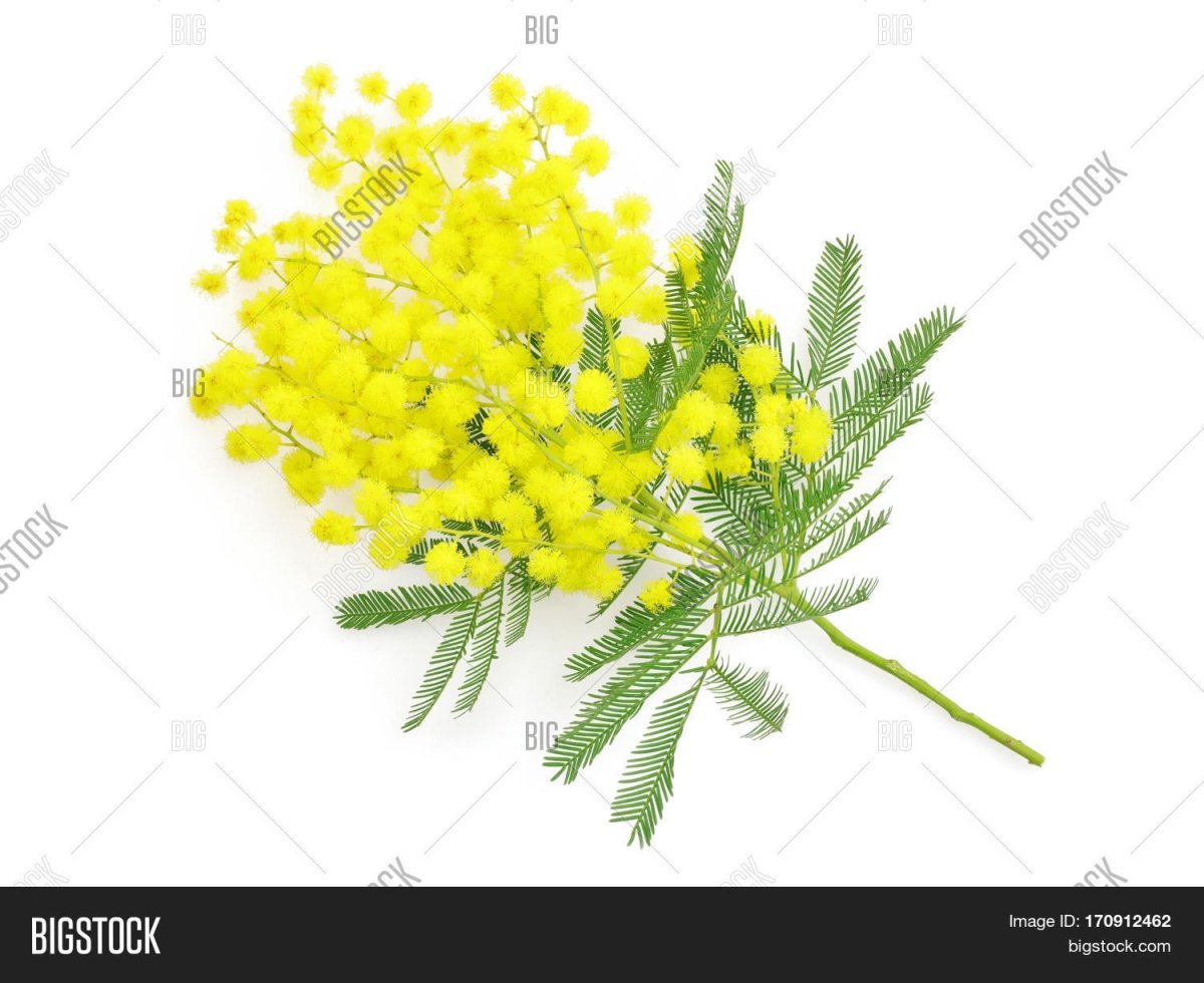 Учить детей рисование кистью и ватными палочками веточка мимозы