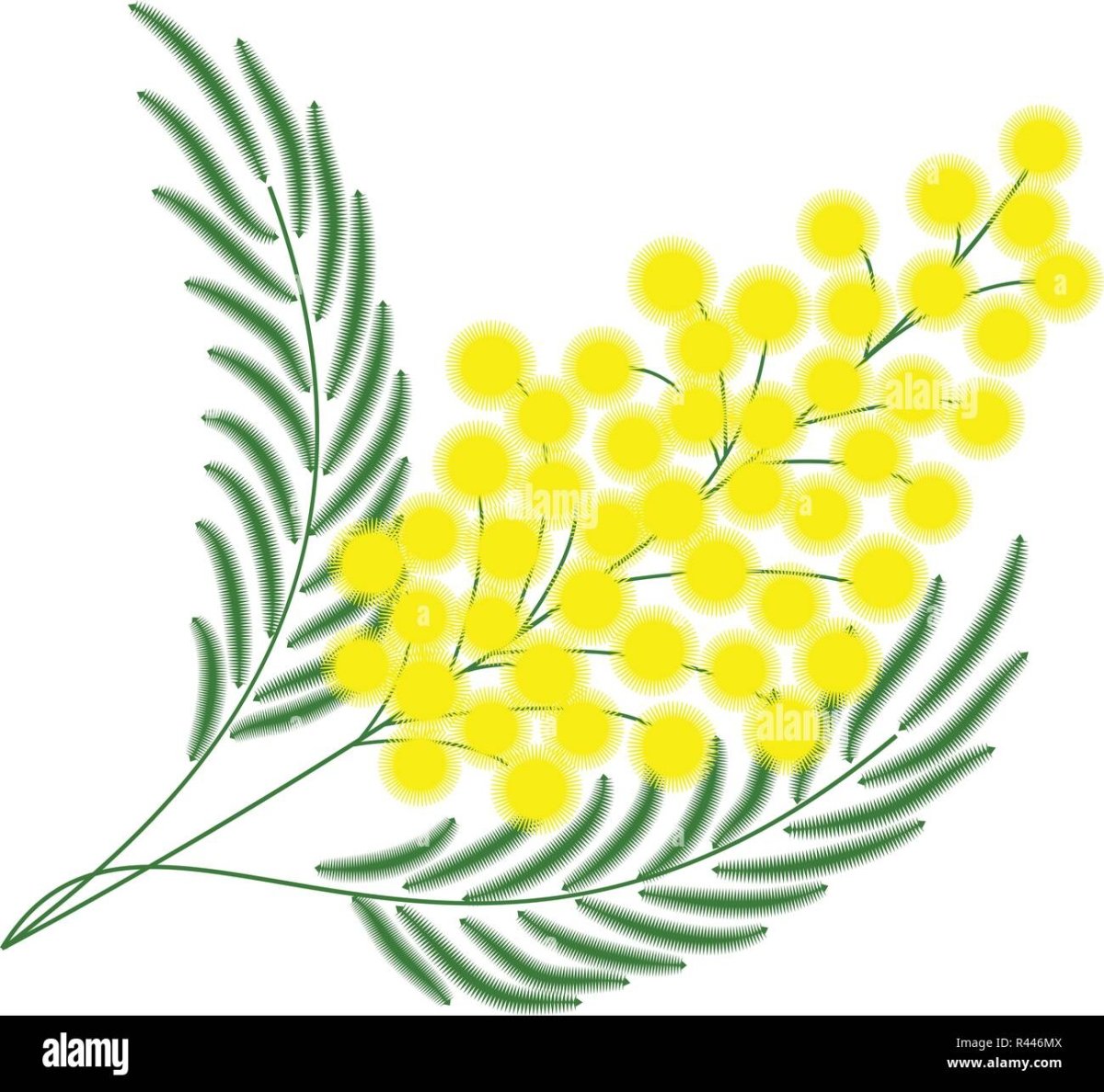 Ветка мимозы вектор