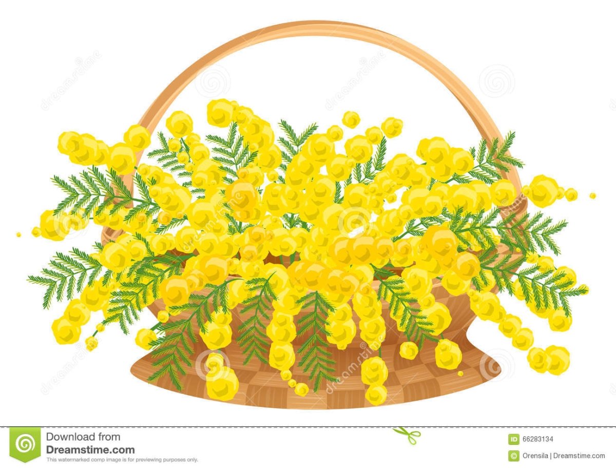 8 Марта ветка мимозы