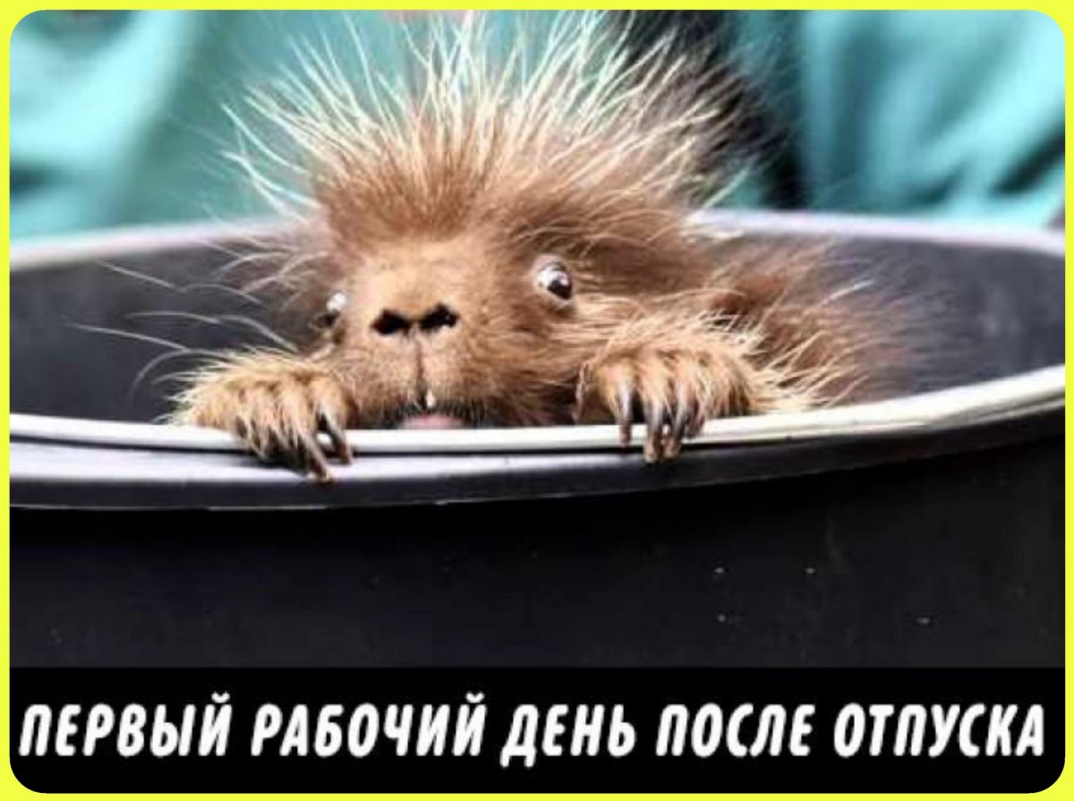 Известные мемы