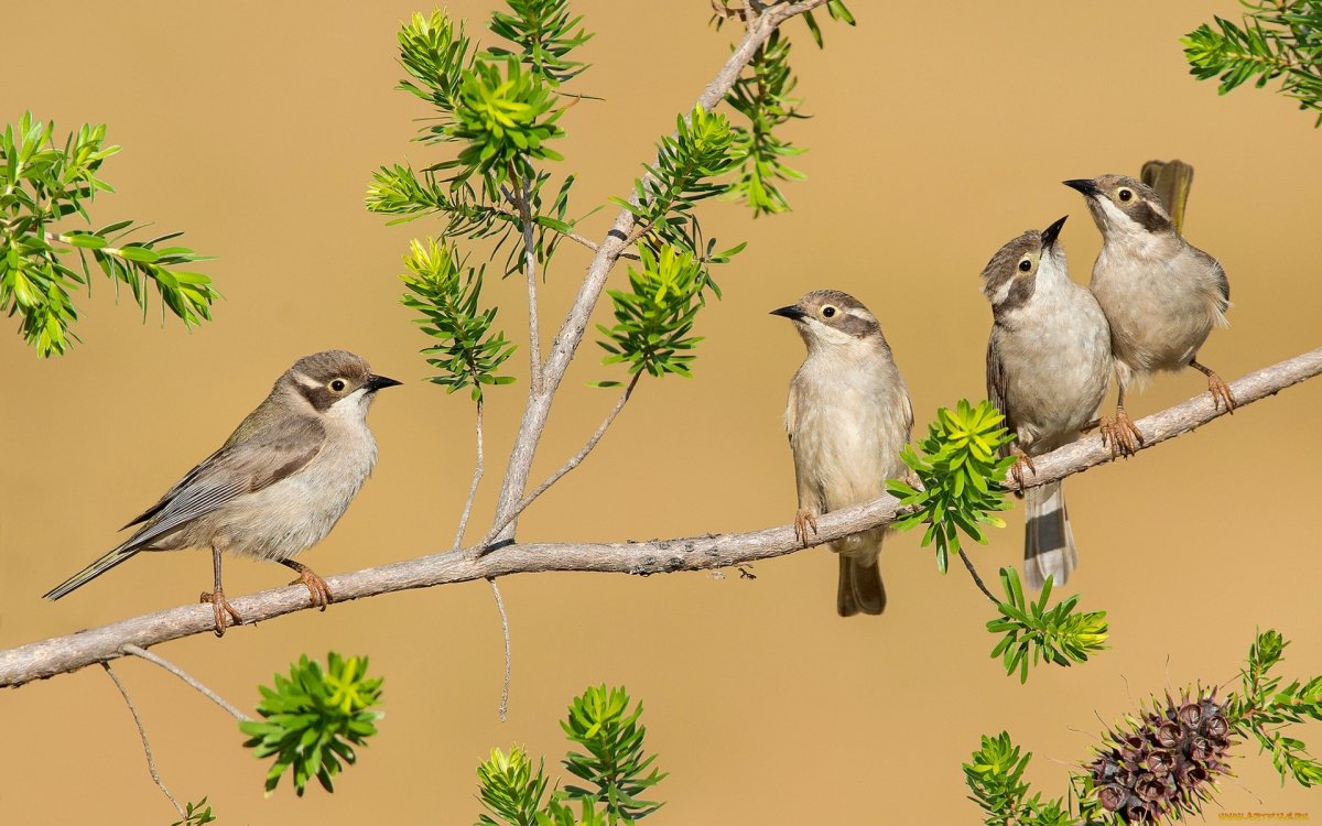 Встреча весны Жаворонки