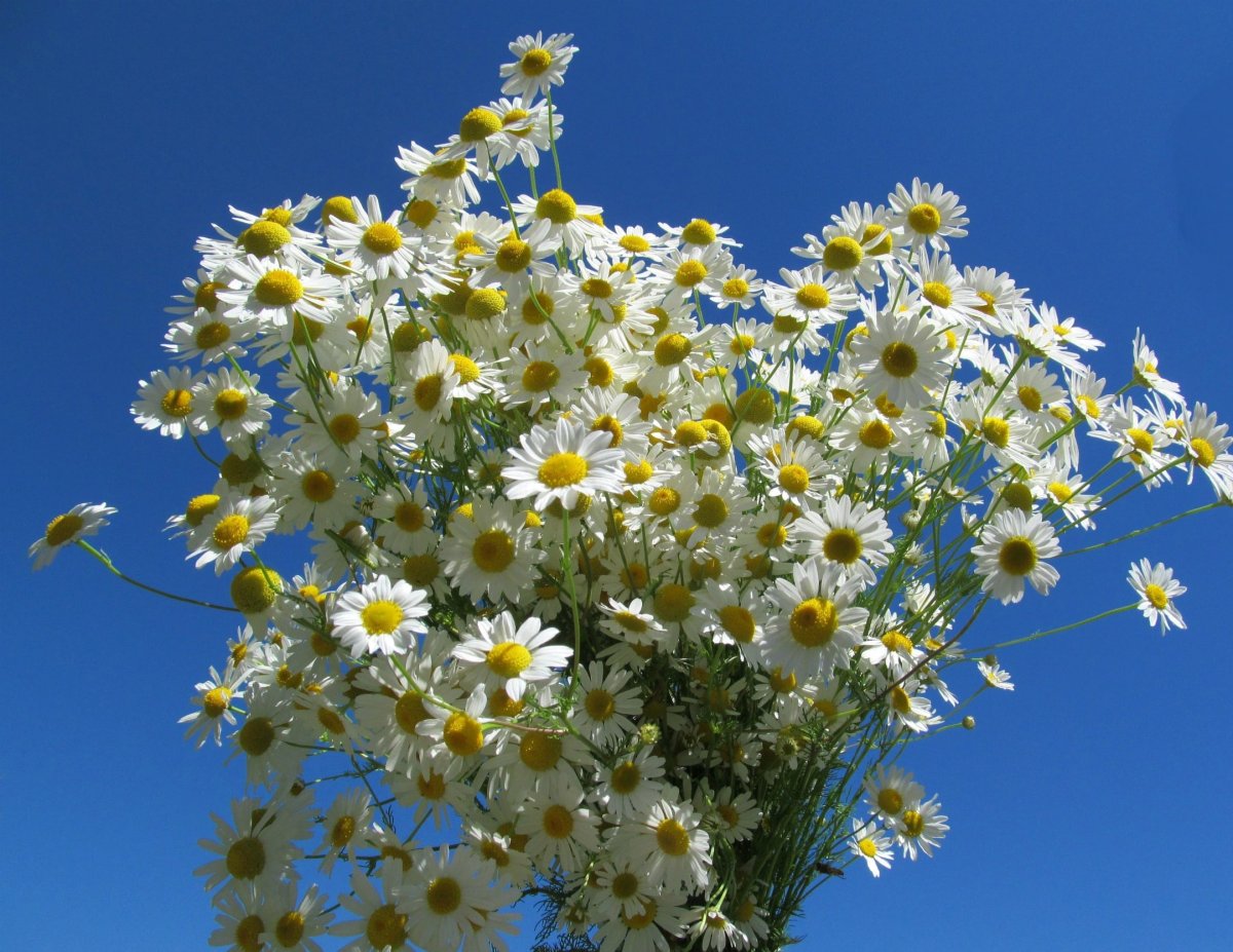 Букет ромашек в небе