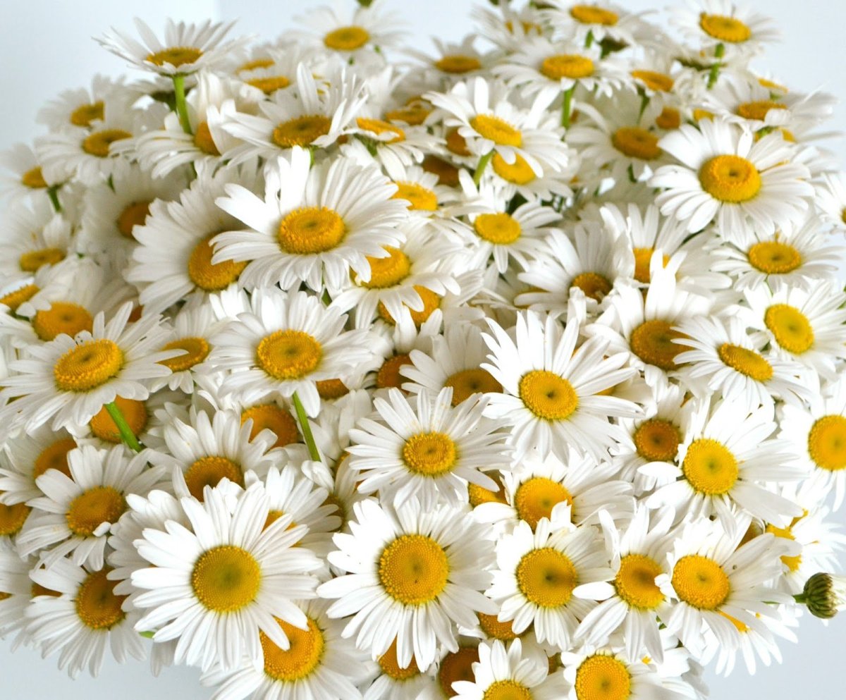 Очень красивые ромашки