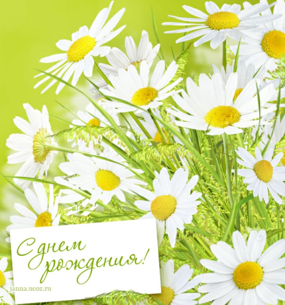 Поздравительные открытки с ромашками