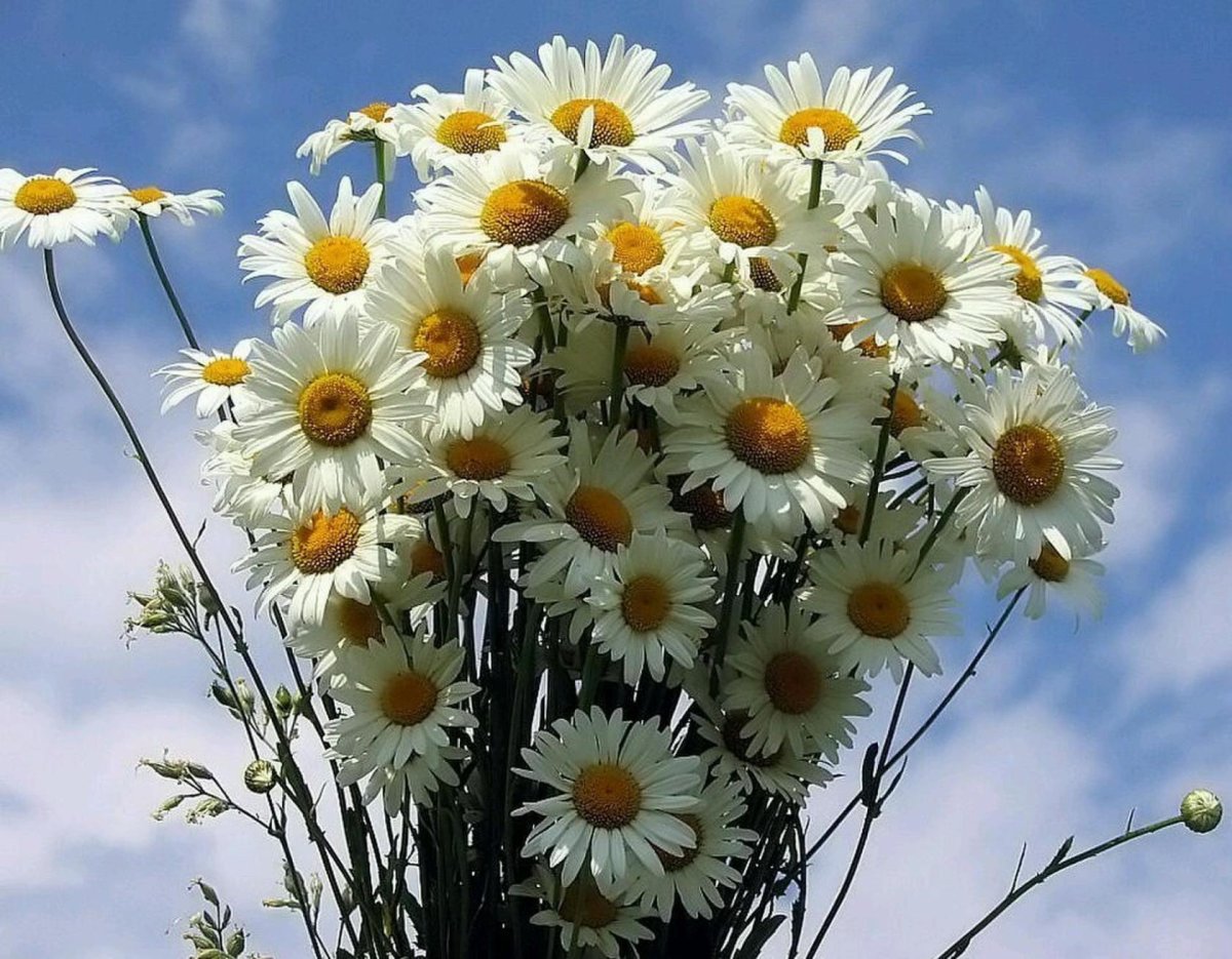 Ромашковый букет