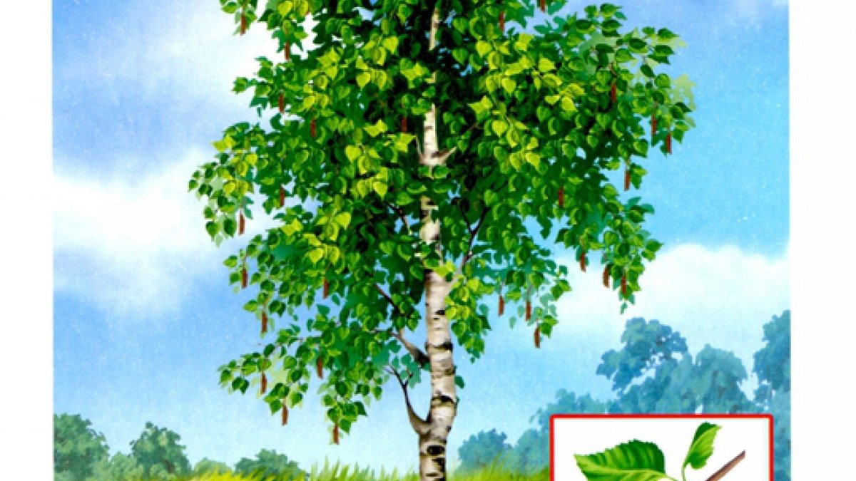 Береза в детском саду