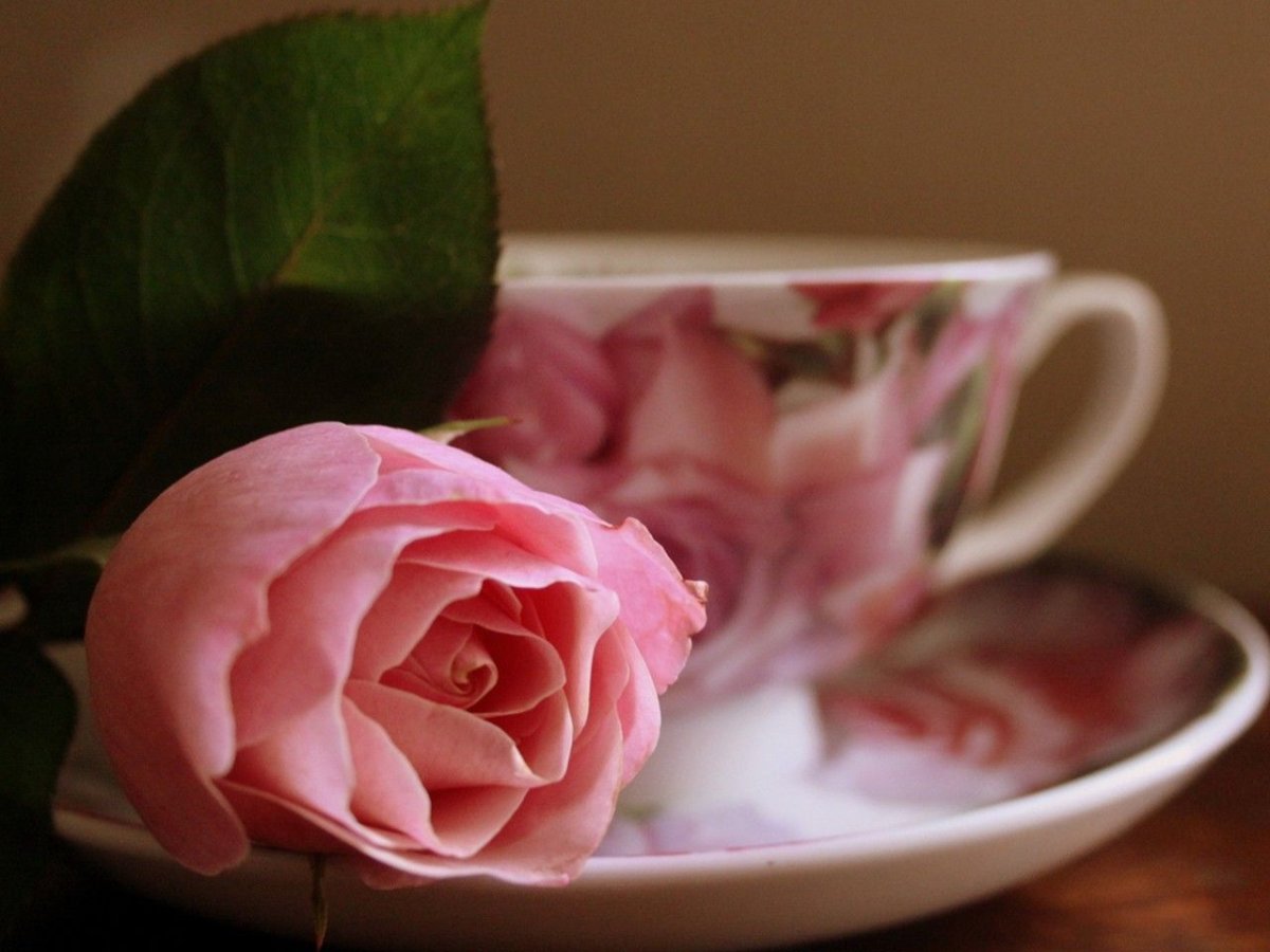 Утренняя роза