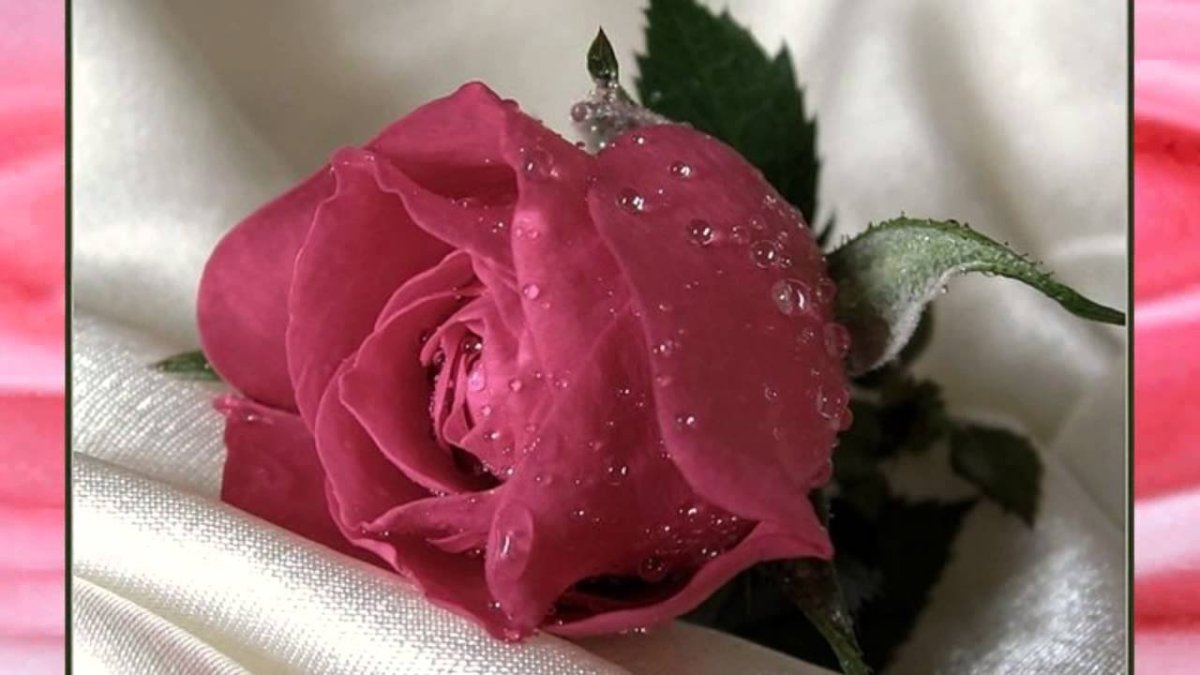 Самой нежной и красивой розы