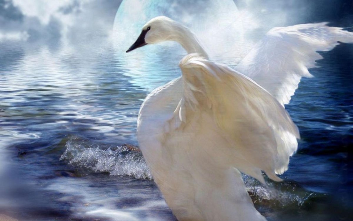 Carol Cavalaris картины лебедь