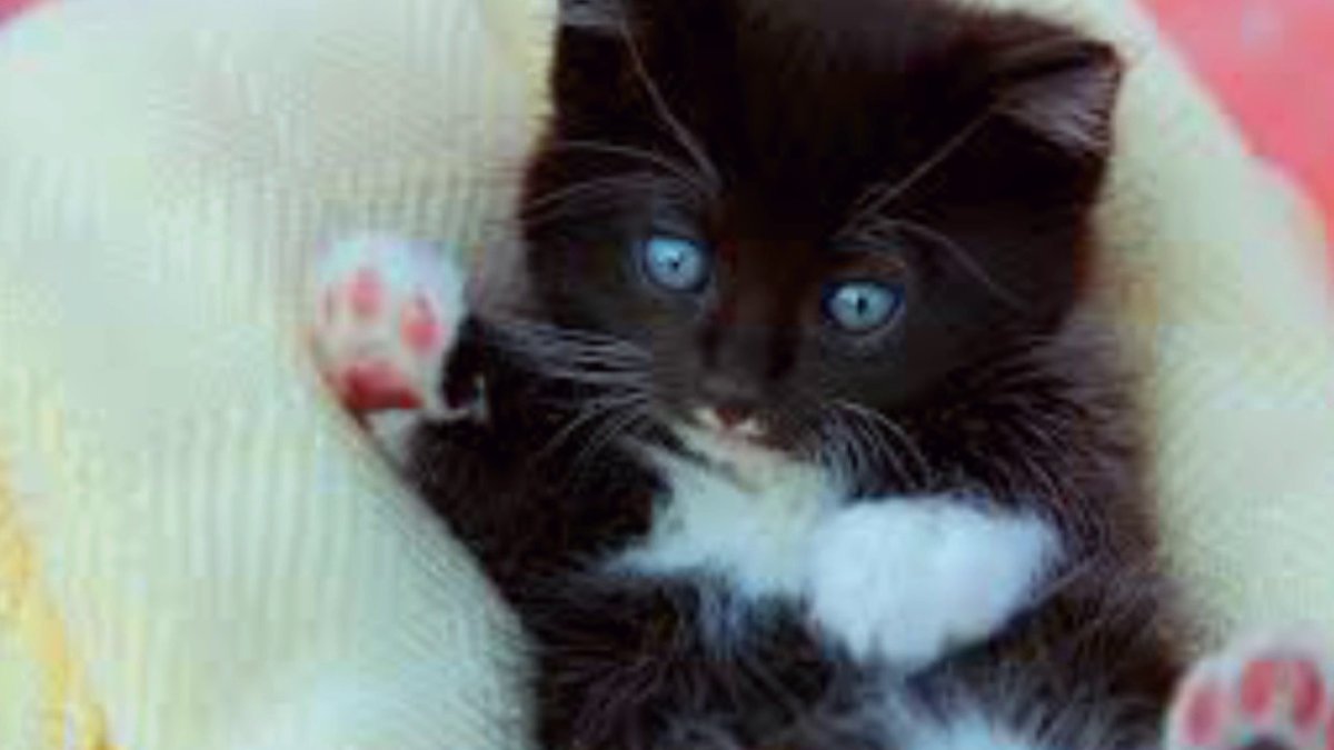 Милый котик черно белый