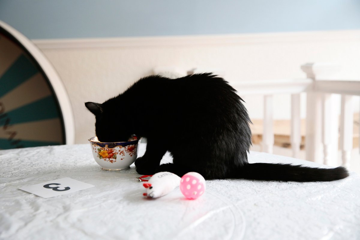 Доброе утро черный котенок