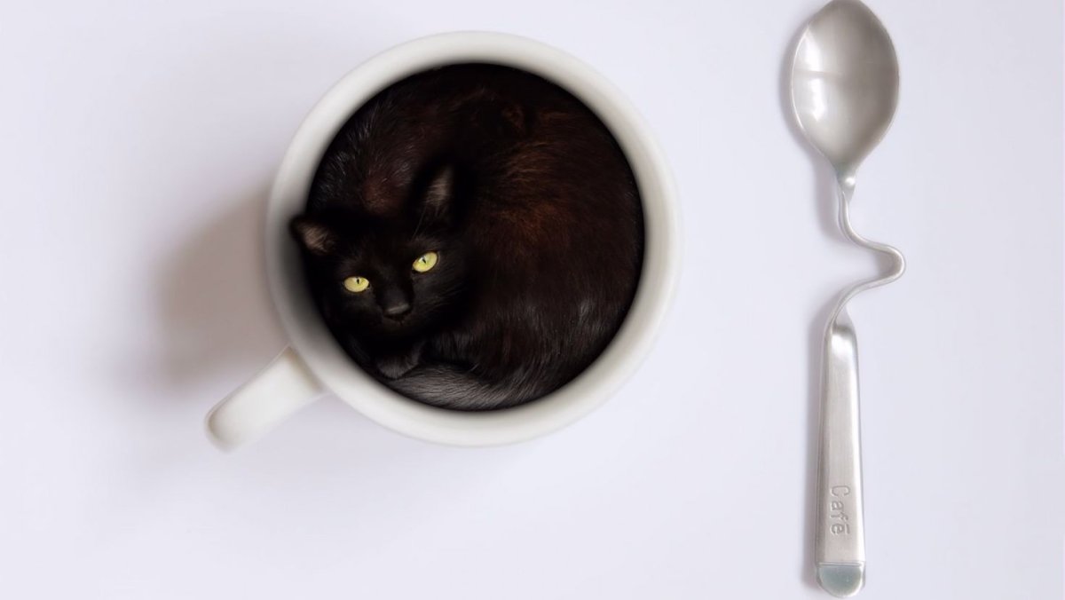 Кот в ложке отражение