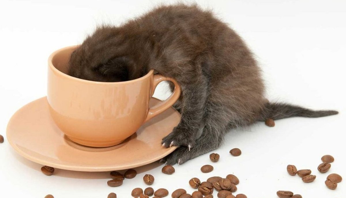 Кофе смешные