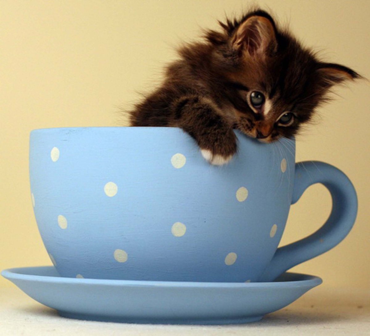 Мурзик имя: