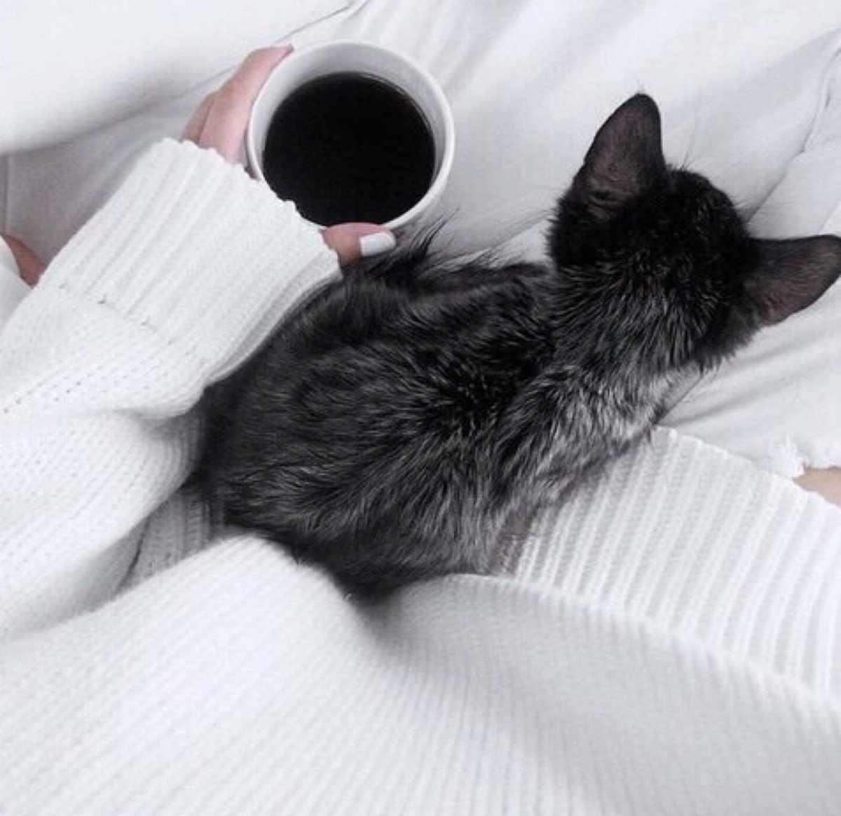 Кот кофе завтрак